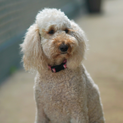 Team mascot, golden doodle Penny